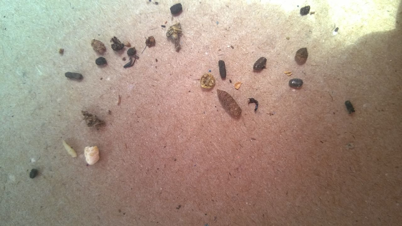 Plaga identificada
