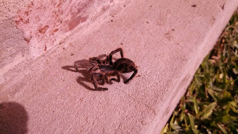 Plaga identificada