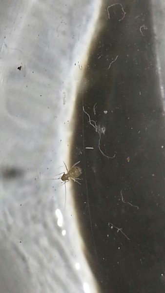 Plaga identificada