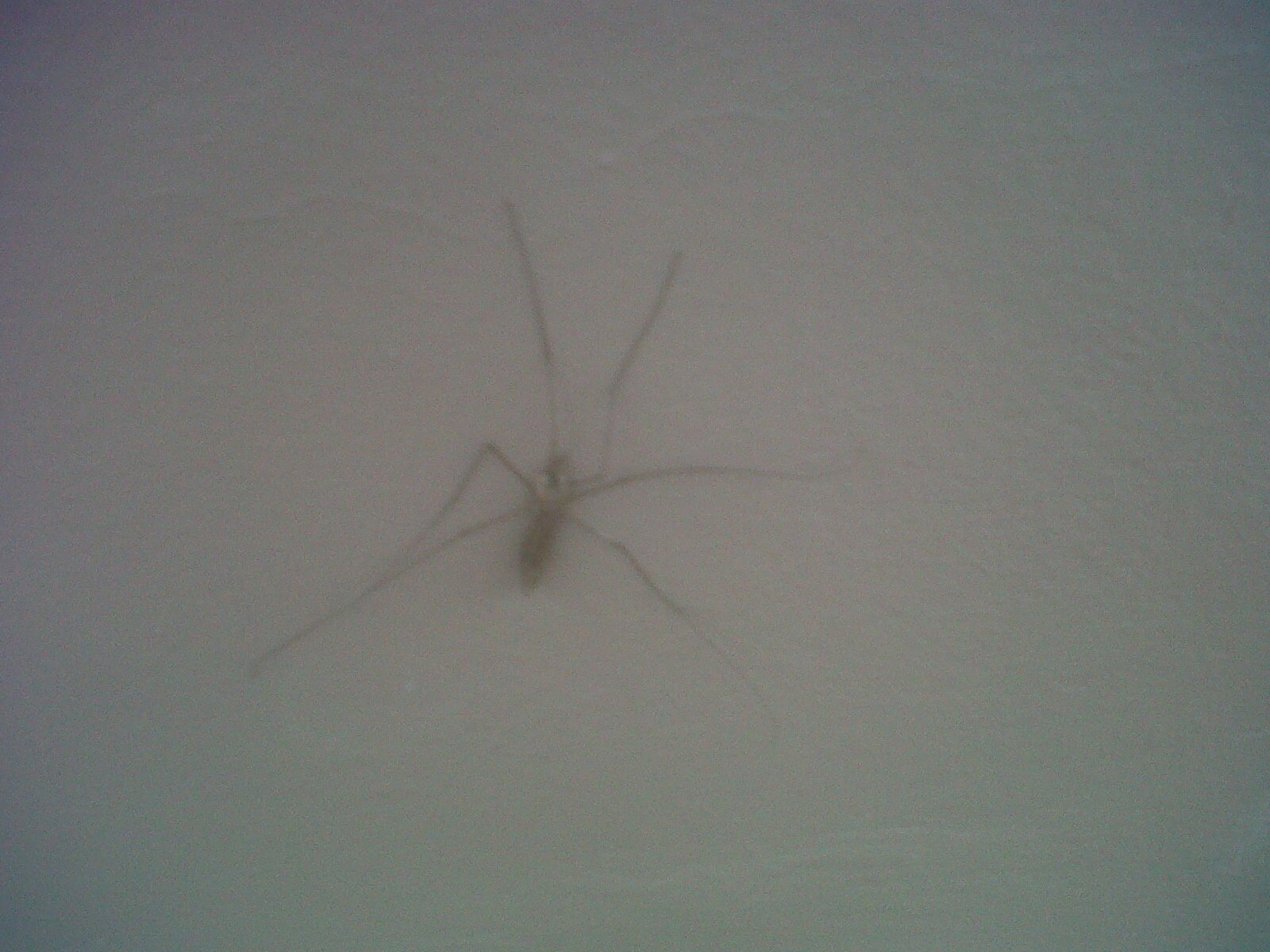 Plaga identificada
