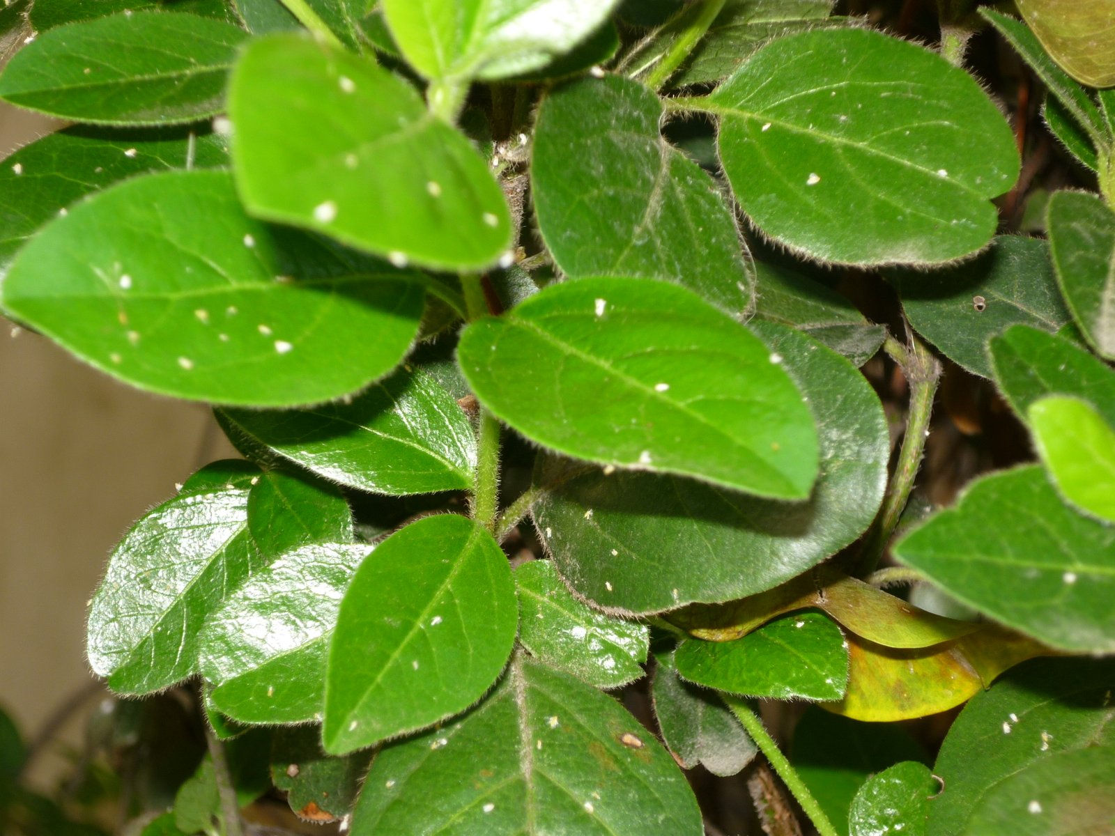 Plaga identificada
