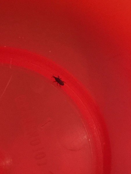 Plaga identificada